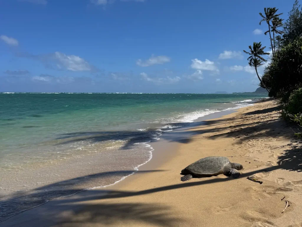 Hawaiian sea turtle resting on a quiet tropical beach with turquoise ocean water on Oahu’s North Shore