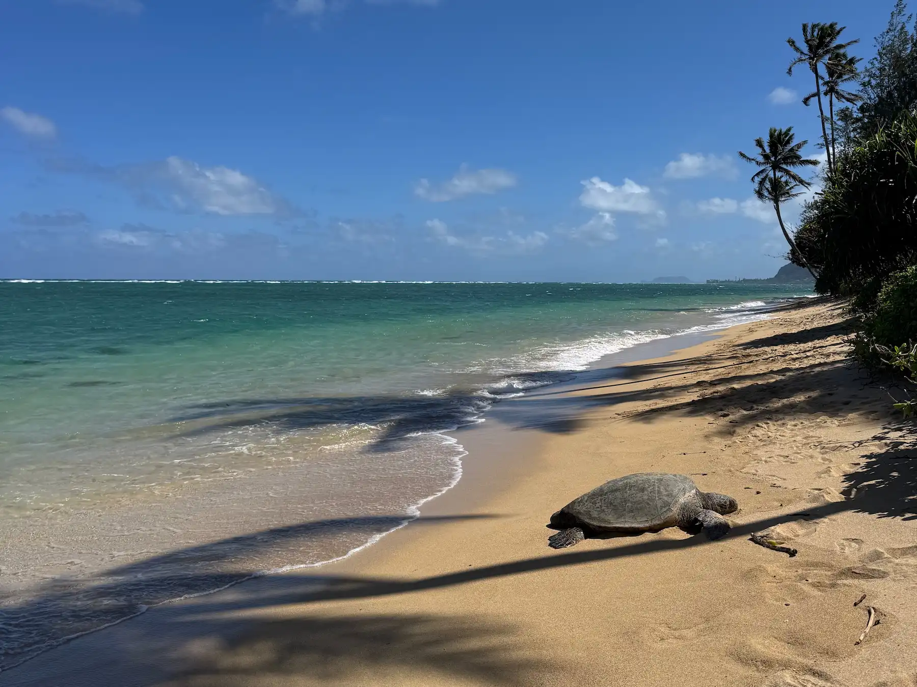 Hawaiian sea turtle resting on a quiet tropical beach with turquoise ocean water on Oahu’s North Shore