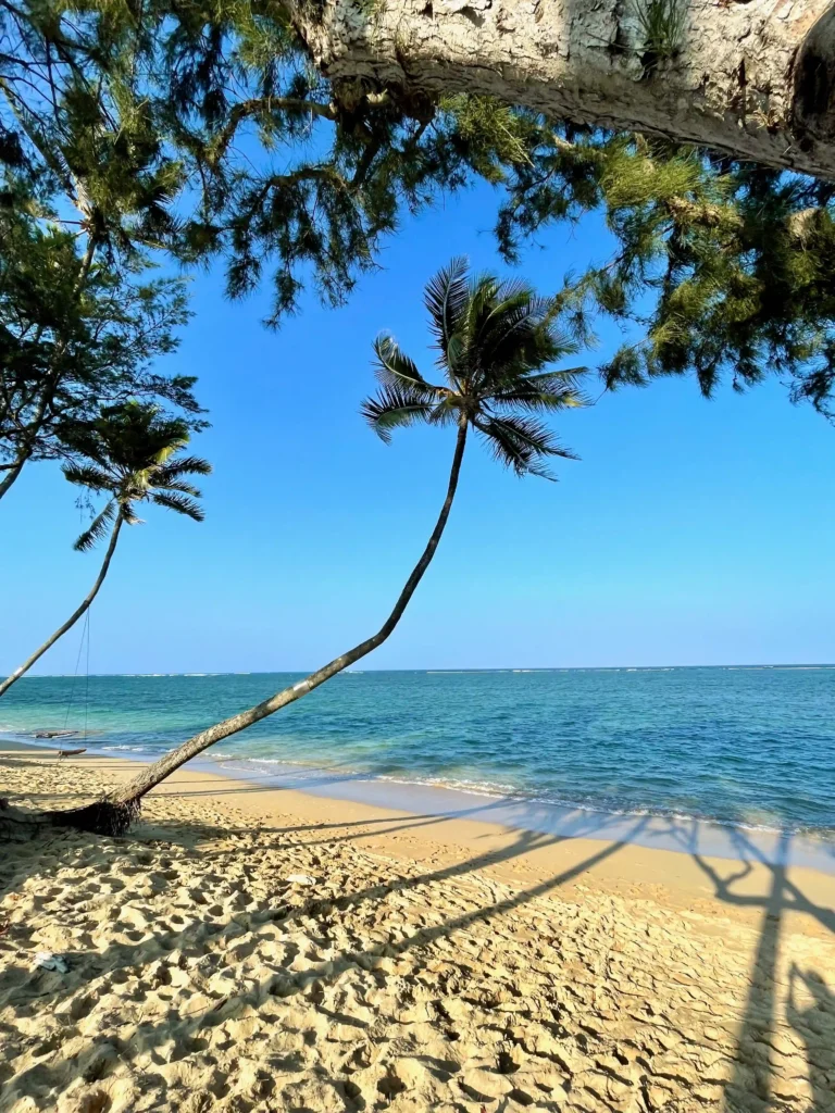 Quiet hidden beach with leaning palm trees and turquoise water on Oʻahu’s North Shore.